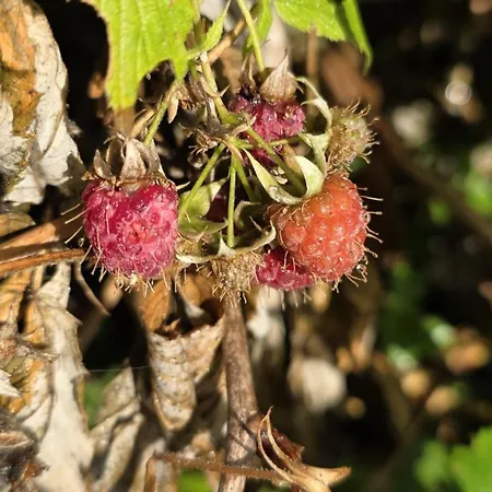 Schutzhaus Suiza 公寓 博尔蒂根