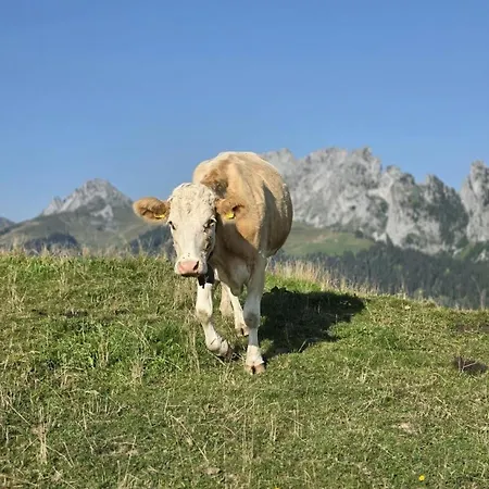 公寓 Schutzhaus Suiza 博尔蒂根