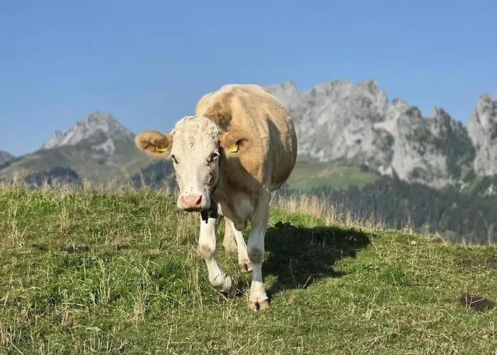 شقة Schutzhaus Suiza بولتيغن