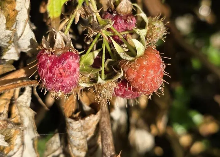 Schutzhaus Suiza Apartman Boltigen